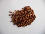 Brown dry beans 3251