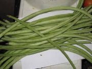 Long beans 0964
