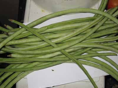 Long beans 0964