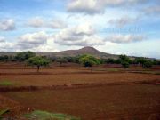 Agriculture farm fields 667