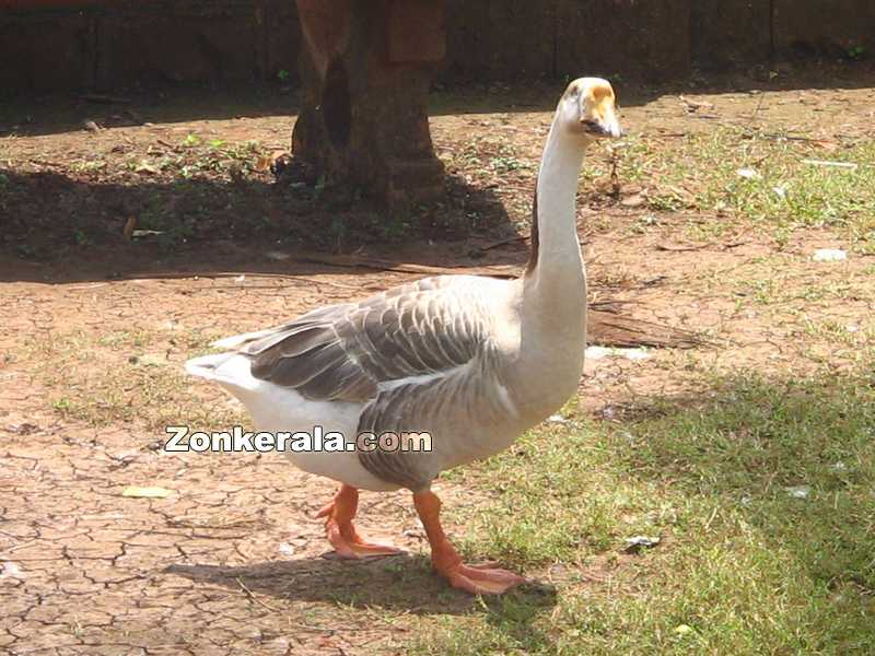 Goose inside park