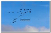 Birds over backwater 1