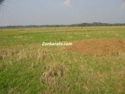 Paddy crop destroyed in water in kuttanad