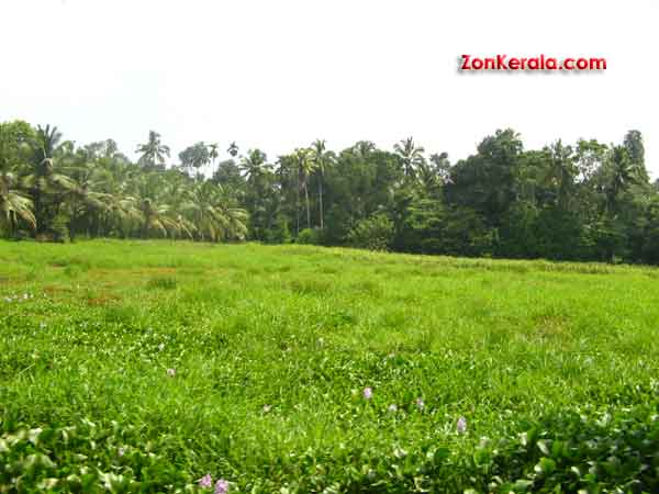 Paddy fields 4131