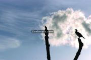 Birds in blue sky background