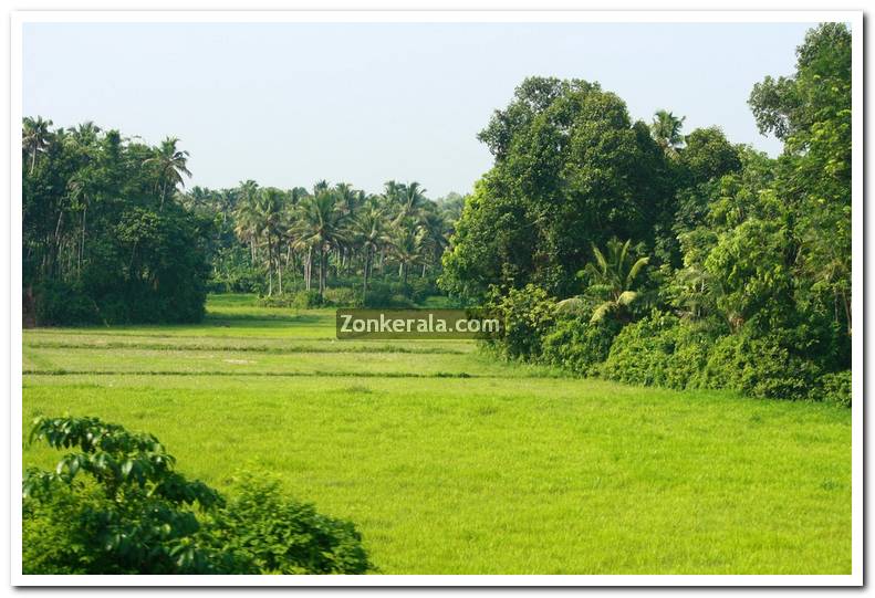 Kerala nature picture 4