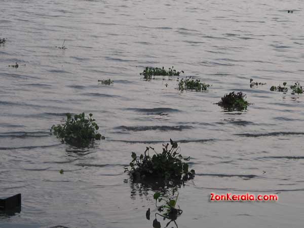 Vembanad lake 4193