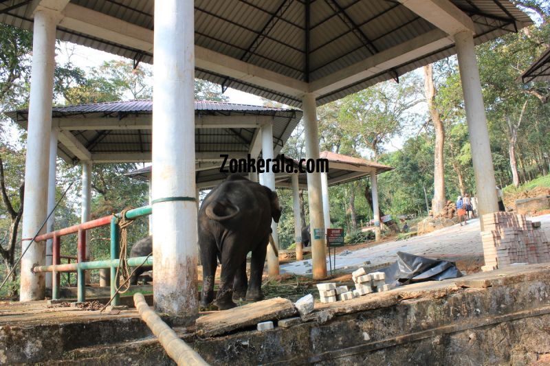 Konni aana koodu elephant 774