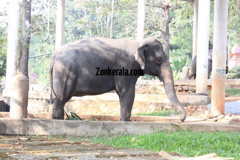 Konni aana koodu elephant photo 495