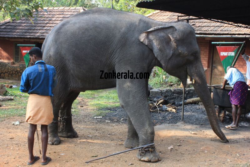 Konni aana koodu elephant with mahout 403