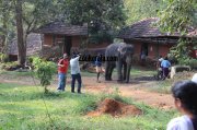 Konni aana koodu elephant with mahouts 188