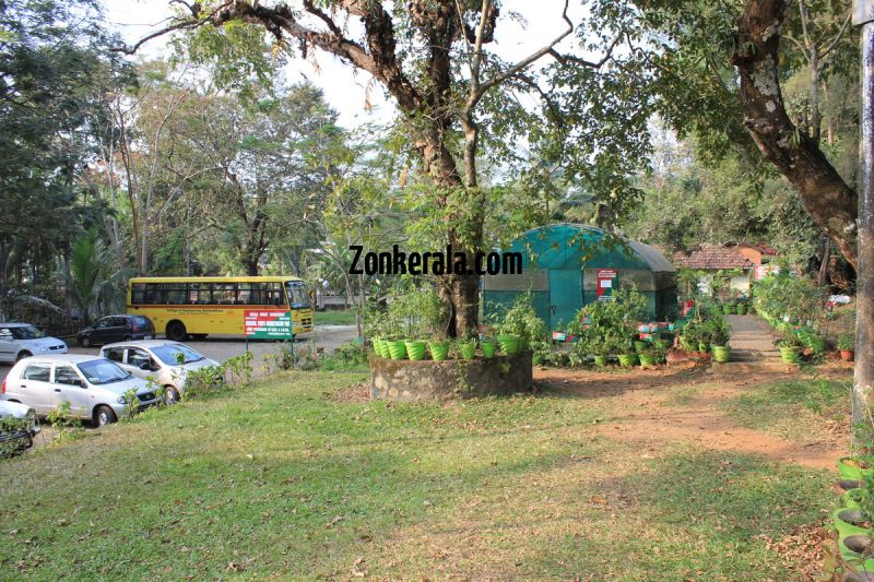 Konni aana koodu medicinal plants nursery 753