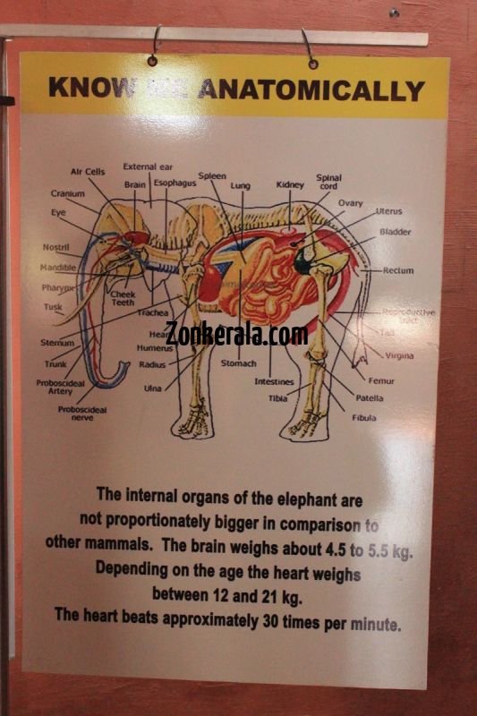 Konni elephant museum anatomy of elephant 147