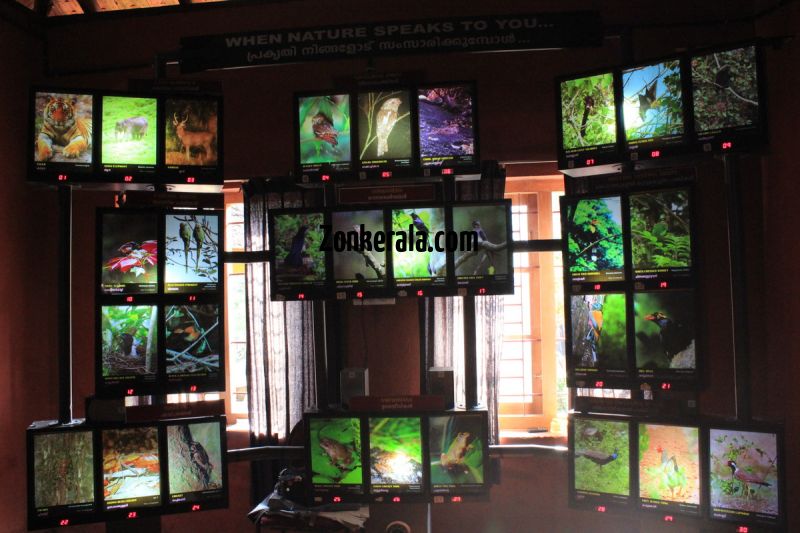 Konni elephant museum bird animal sound system 908