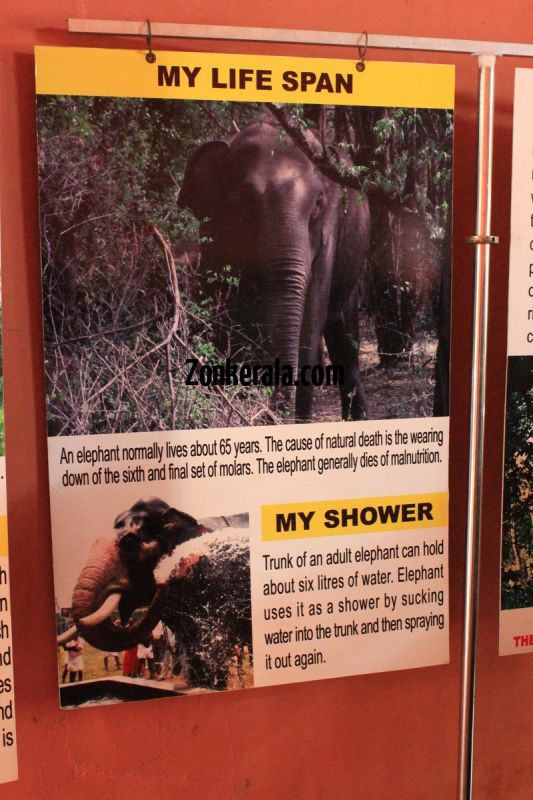 Konni elephant museum details of elephant life span 818