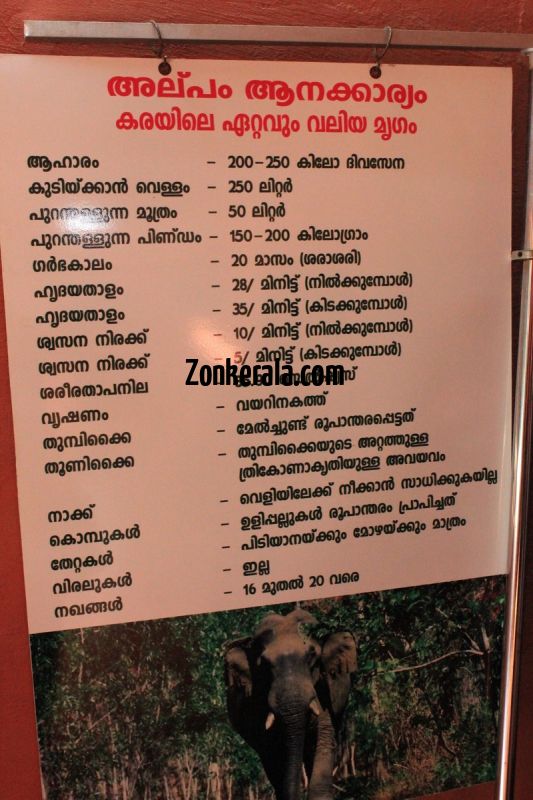 https://www.zonkerala.com/gallery/kerala/konni-aanakkoodu/konni-elephant-museum-elephant-brief-information-568.jpg