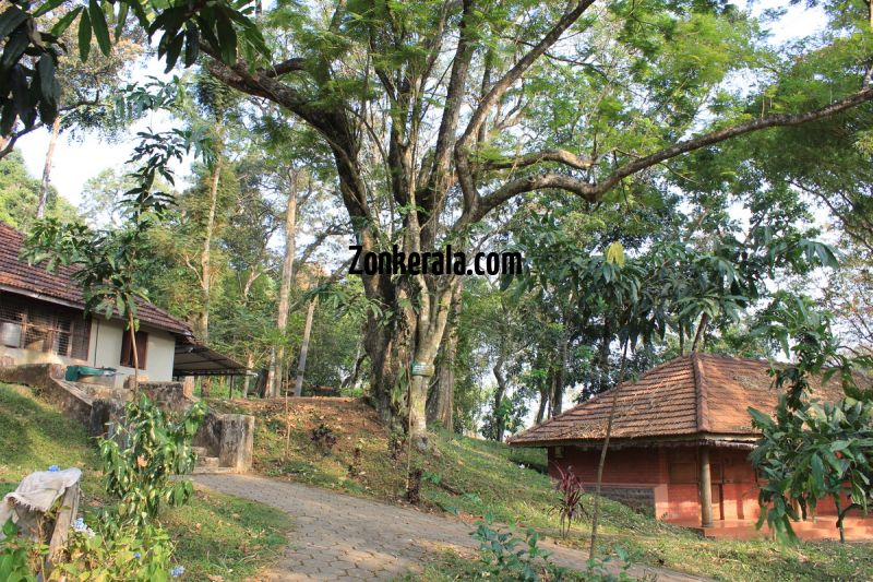 Konni elephant training center 603