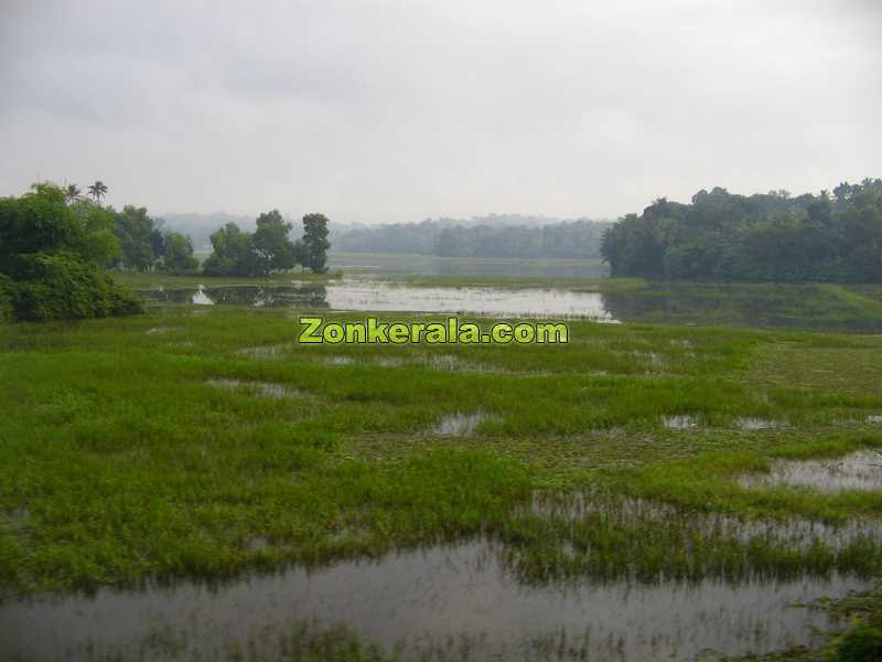 Water filled paddy fields