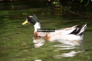 Ducks at kumarakom 1