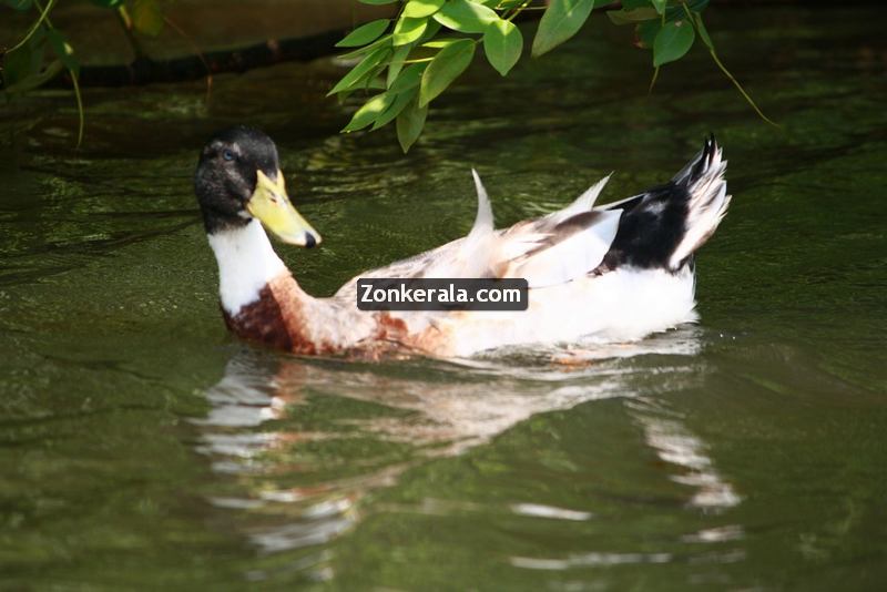 Ducks at kumarakom 2