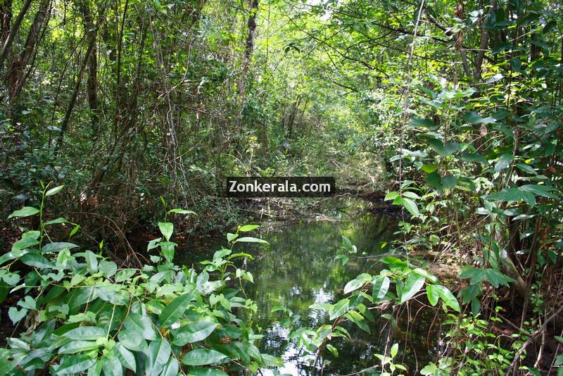 Kumarakom kavanattinkara photos 4