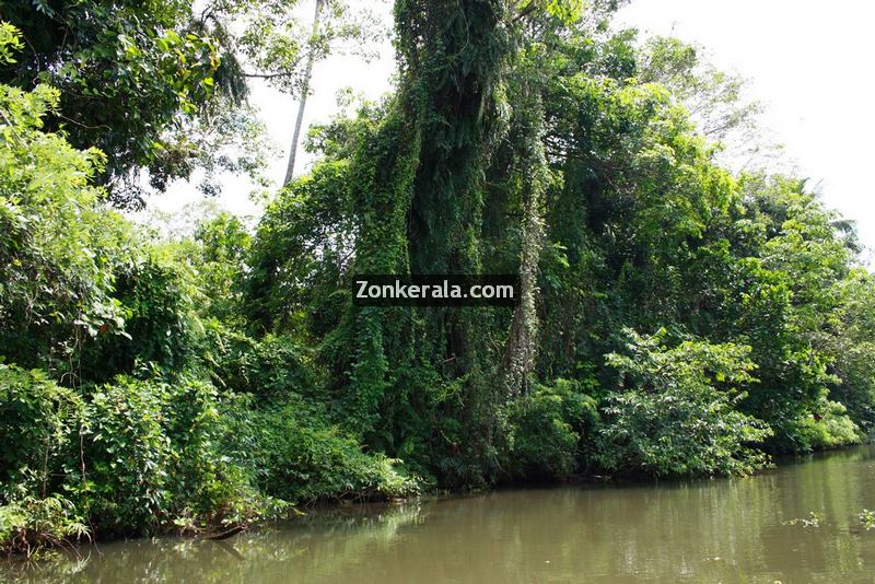 Kumarakom lake photos 4