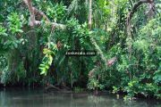 Kumarakom lake photos 5