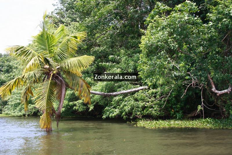 Kumarakom vembanad kayal photo 6