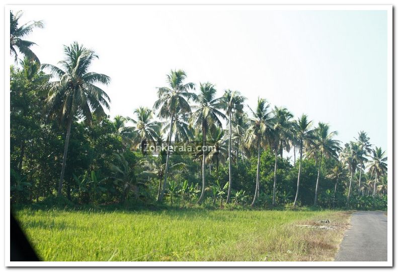 Alappuzha district nature 14