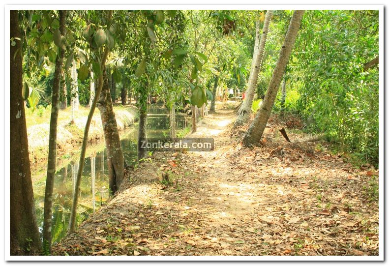 Alappuzha district nature 8