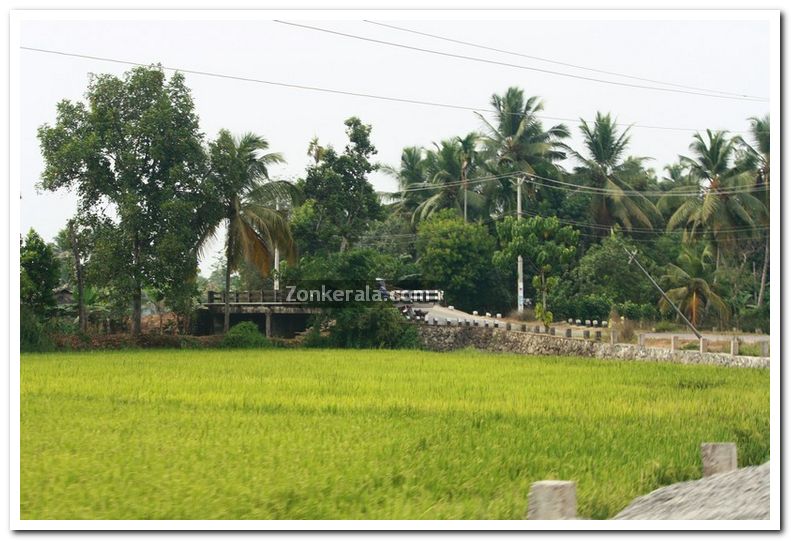 Alappuzha district nature photo 13