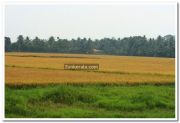 Alappuzha district nature photo 15