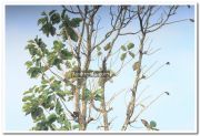 Alappuzha district nature photo 8