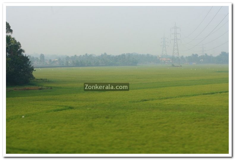 Alappuzha district nature photo 9