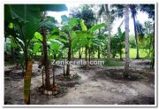 Banana trees