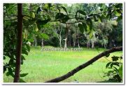 Cashew tree