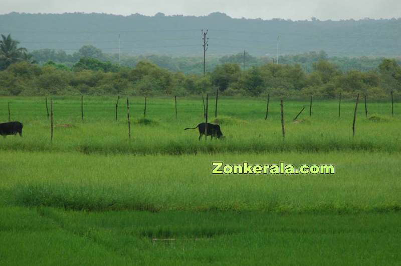 Cattle grazing