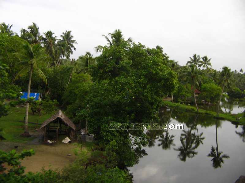 Kerala nature