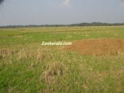 Paddy crop destroyed in water in kuttanad