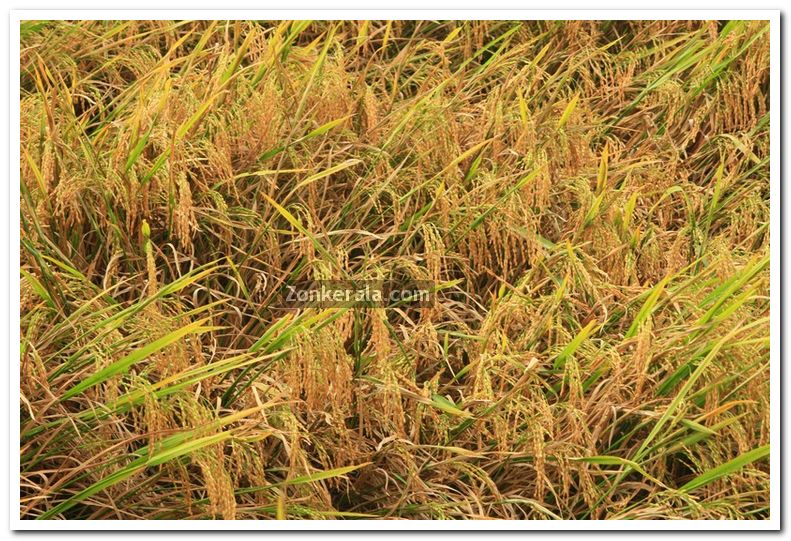 Paddy crop photo 2