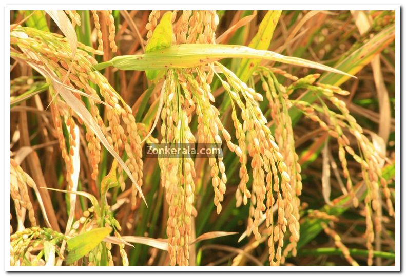 Paddy crop photo 3