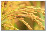 Paddy crop photo 7