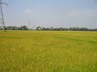 Paddy field 2231