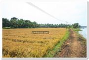 Paddy field photo 1