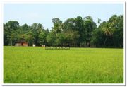 Paddy field photo 10