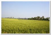 Paddy field photo 11