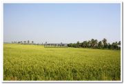 Paddy field photo 11