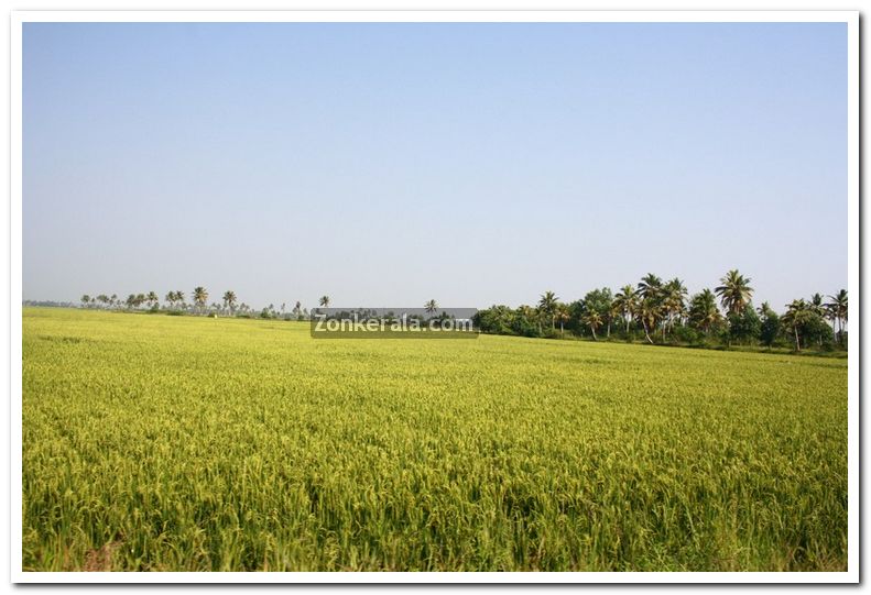 Paddy field photo 11