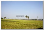 Paddy field photo 12