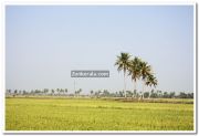 Paddy field photo 13